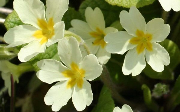 Primula Vulgaris' Wild Primrose Perennial Supersize XXL Plug Plants Pack x3