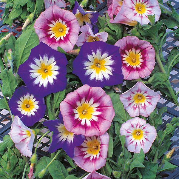 Convolvulus Minor Tricolour Quality Kings Seeds Flower Packs
