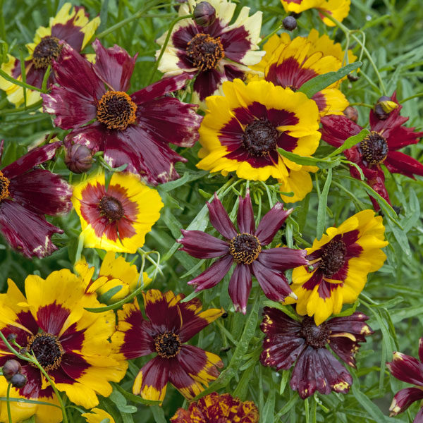 Coreopsis hybrida Incredible Dwarf Mix Quality Kings Flower Seeds Pack