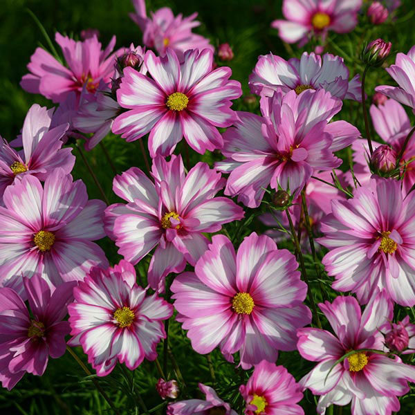 Cosmos Capriola Quality Kings Seeds Flower Pack