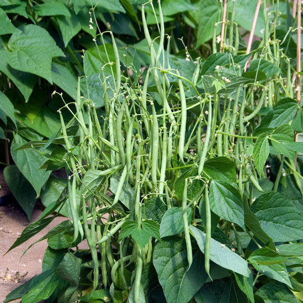 Dwarf French Bean Mascotte Quality Kings Seeds Vegetable Packs