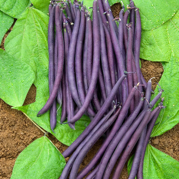 Dwarf French Bean Amethyst Quality Kings Seeds Vegetable Packs