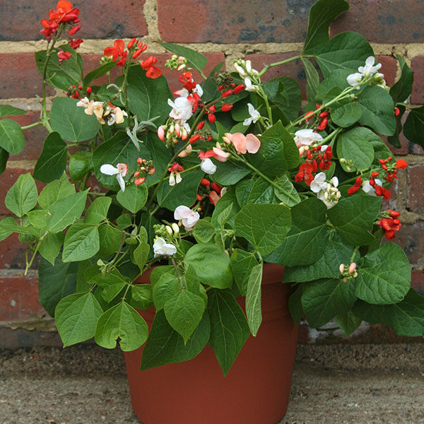 Runner Bean Jackpot Mixed Quality Kings Seeds Vegetable Packs