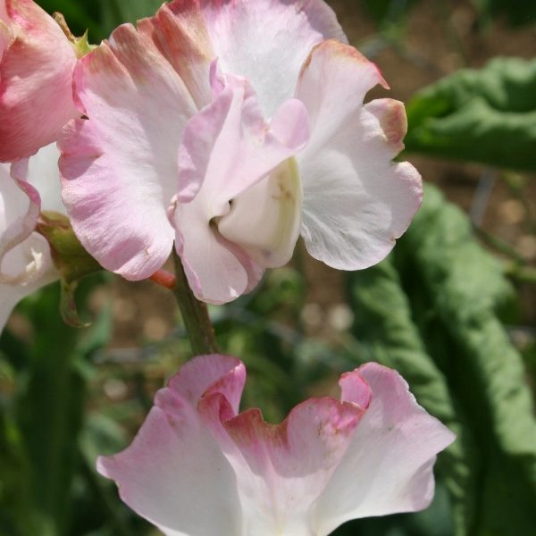 Sweet Pea Anniversary Quality Kings Seeds Flower Packs