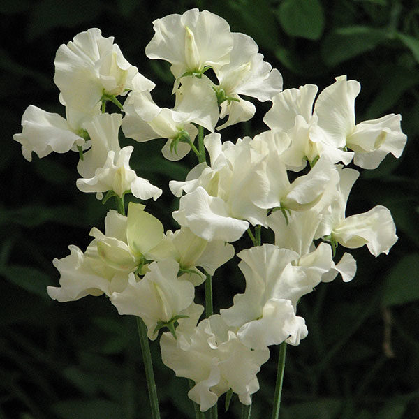 Sweet Pea Bristol Cream Quality Kings Seeds Flower Packs