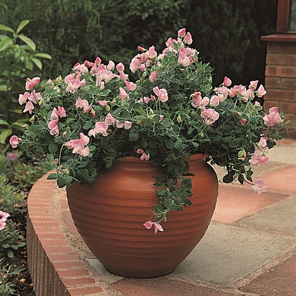 Sweet Pea Cupid Pink Quality Kings Seeds Flower Pack