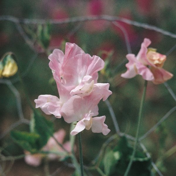 Sweet Pea Geranium Pink Improved Quality Kings Seeds Flower Pack