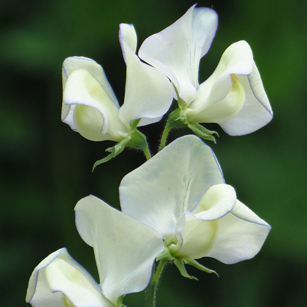 Sweet Pea Green Fingers Quality Kings Seeds Greenfingers Flower Packs
