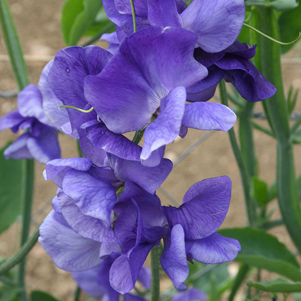 Sweet Pea Heathcliff Quality Kings Seeds Flower Pack