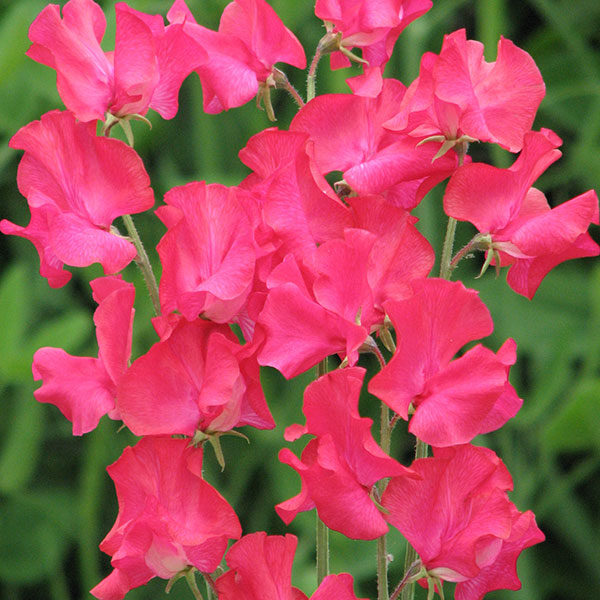 Sweet Pea Judith Wilkinson Quality Kings Seeds Flower Packs