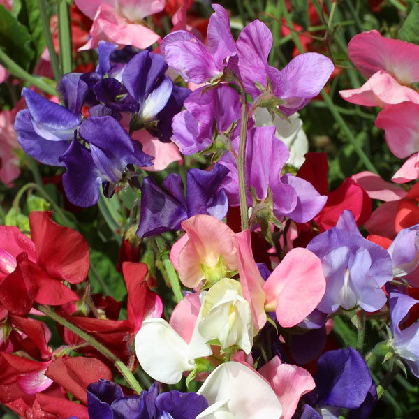Sweet Pea Kings Special Quality Kings Seeds Flower Pack