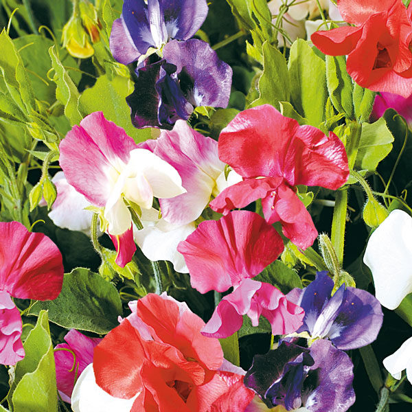 Sweet Pea Little Sweetheart Mixed Quality Kings Seeds Flower Pack