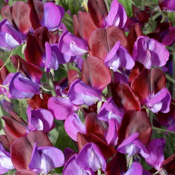 Sweet Pea Matucana (Lathyrus) Quality Kings Seeds Flower Pack