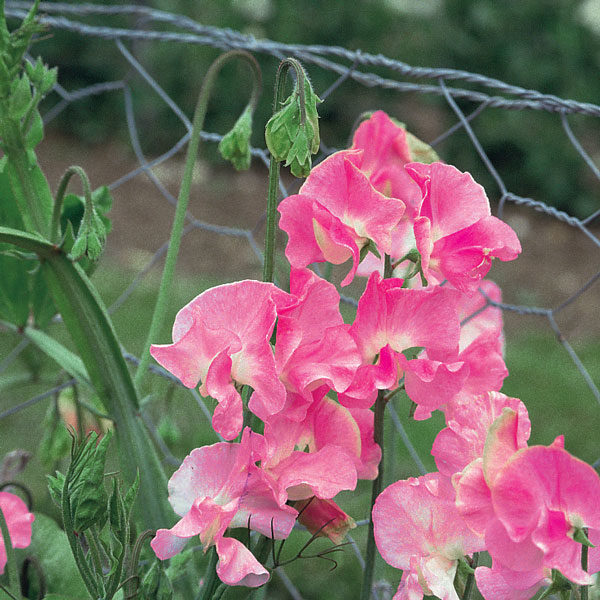 Sweet Pea Mrs Bernard Jones Quality Kings Seeds Flower Pack
