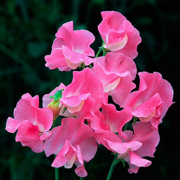 Sweet Pea Sylvia Moore Quality Kings Seeds Flower Pack