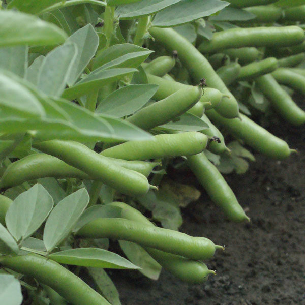 Broad Bean De Monica Quality Kings Seeds Vegetable Packs