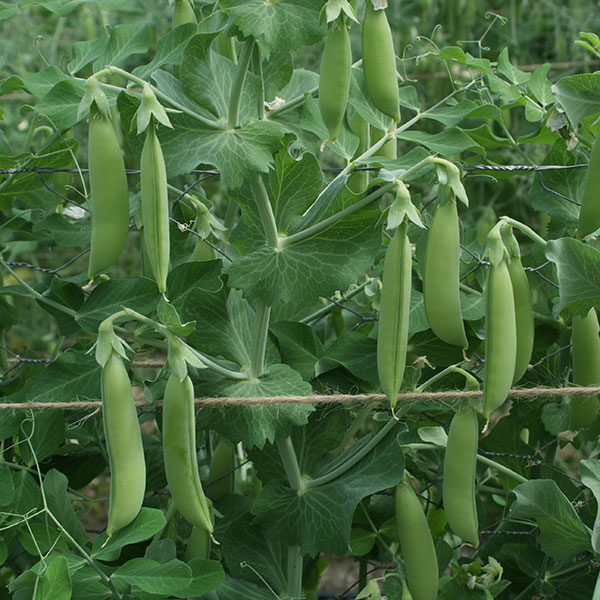 Pea Snap Pea Nairobi Quality Kings Seeds Vegetable Packs