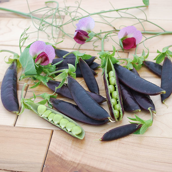 Pea (Snap) Purple Magnolia Snap Quality Kings Seeds Vegetable Packs