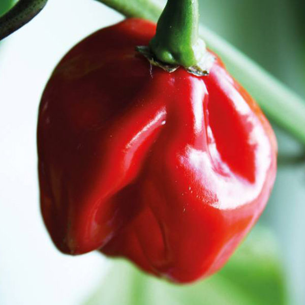 Pepper (Chilli) Habanero Orange Quality Kings Seeds Vegetable Packs
