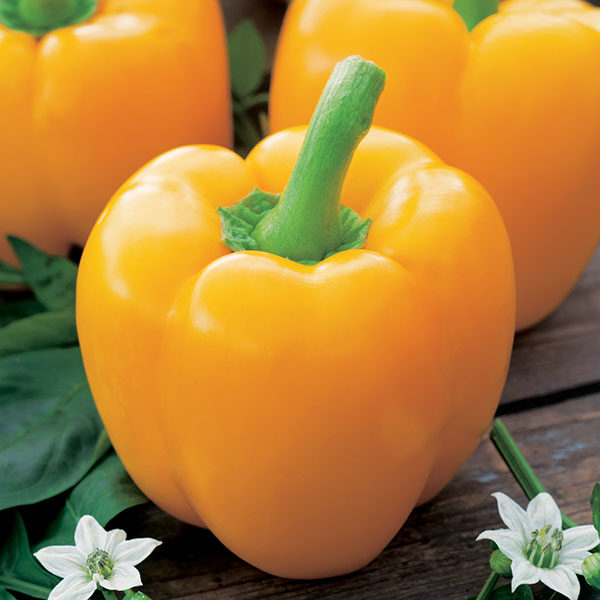 Pepper (Sweet) D’Asti Giallo Quality Kings Seeds Vegetable Pack