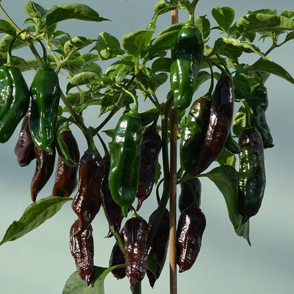 Pepper Chilli Machu Pichu Quality Kings Seeds Vegetable Pack