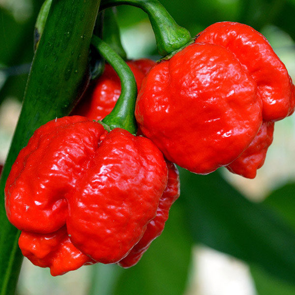 Pepper Chilli Moruga Red Quality Kings Seeds Vegetable Packs