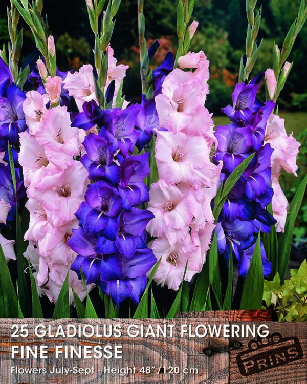 Large Gladioli 'Finesse Mixed' WPC Prins Value Pack x 25 Bulbs