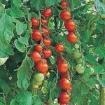 Tomato 'Gardeners Delight' Pack Seeds Greenhouse/Garden