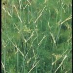 Fennel Green Perennial Herb Seeds Suffolk Herbs