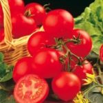 Tomato 'Shirley F1' Superb Variety Greenhouse Pack Kings Seeds