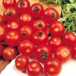 Tomato 'Gardeners Delight' Pack Seeds Greenhouse/Garden