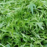 Salad Leaf 'Wild Rocket' Kings Quality Suffolk Herb Seeds