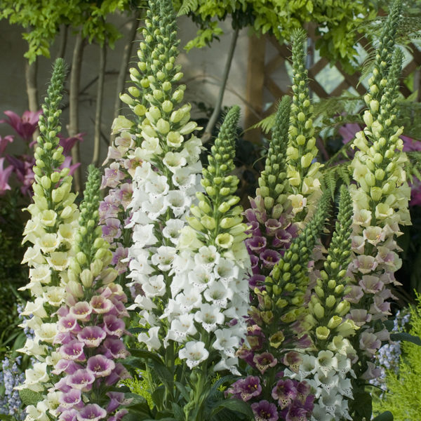 Foxglove Candy Mountains Mixed Kings Quality Seeds Flower