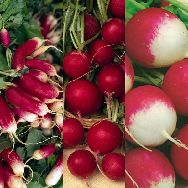 Radish 'Mixed' Kings Quality Pack Vegetable Seeds