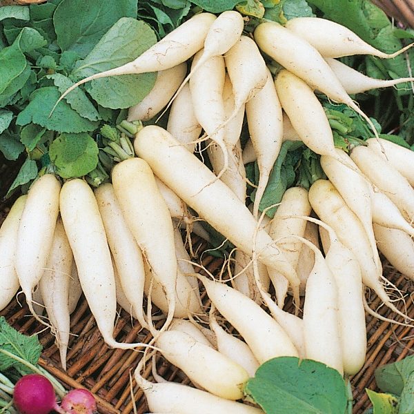 Radish 'White Icicle' King's Seeds Pack Vegetable Salad Seed