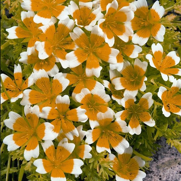 'Limnanthes Douglasii' Garden Flower Seeds Kings