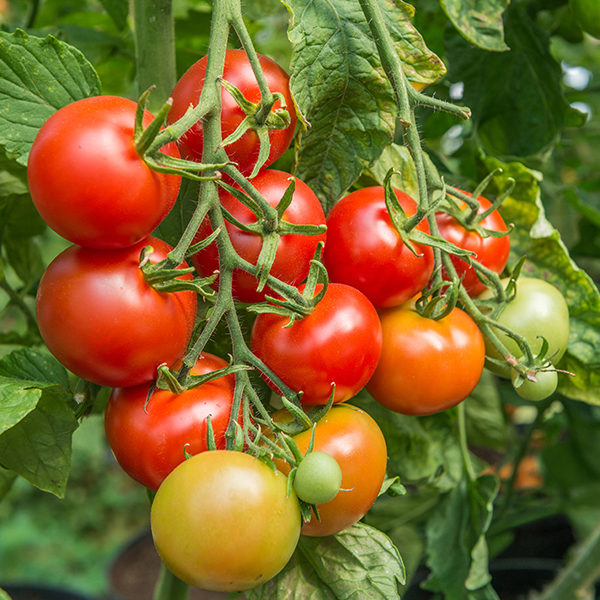 Tomato 'Shirley F1' Superb Variety Greenhouse Pack Kings Seeds