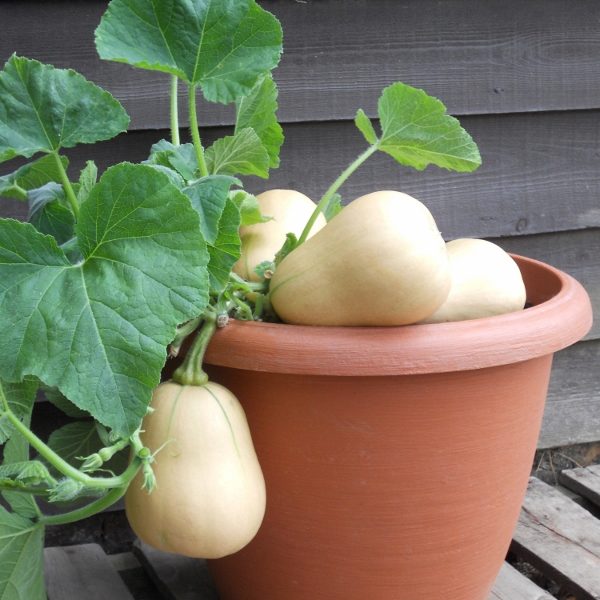 Winter Squash 'Butternut Bush F1' Pack Kings Quality Seed