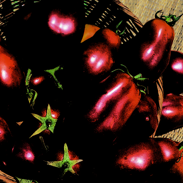 Tomato 'San Marzano' Red Plum Kings Vegetable Seeds Plum