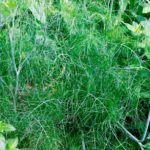 Fennel Green Perennial Herb Seeds Suffolk Herbs