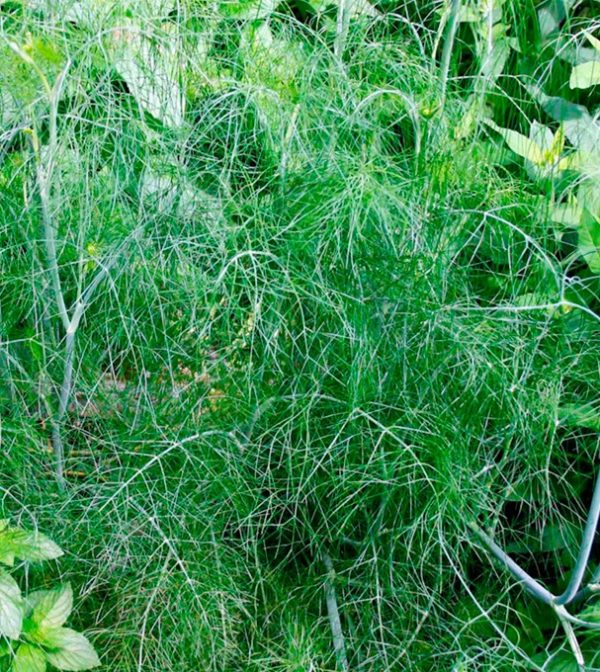 Fennel Green Perennial Herb Seeds Suffolk Herbs