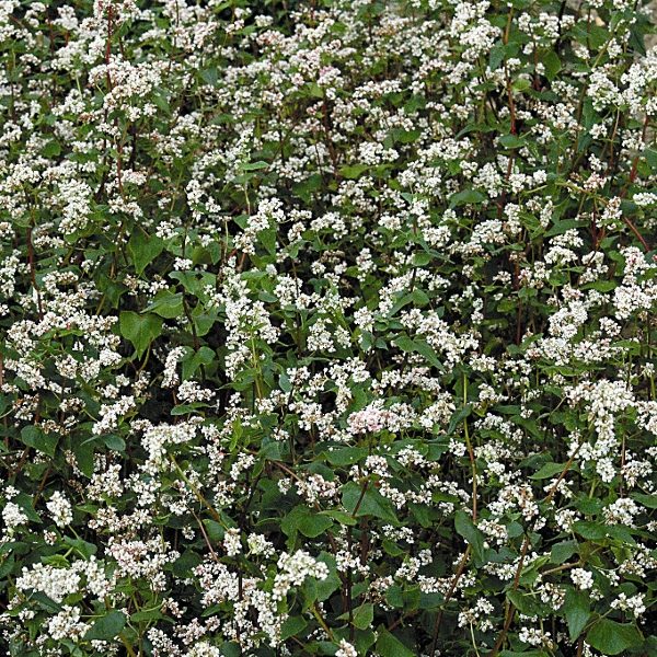 Green Manure 'BUCKWHEAT' King's Seeds Pack