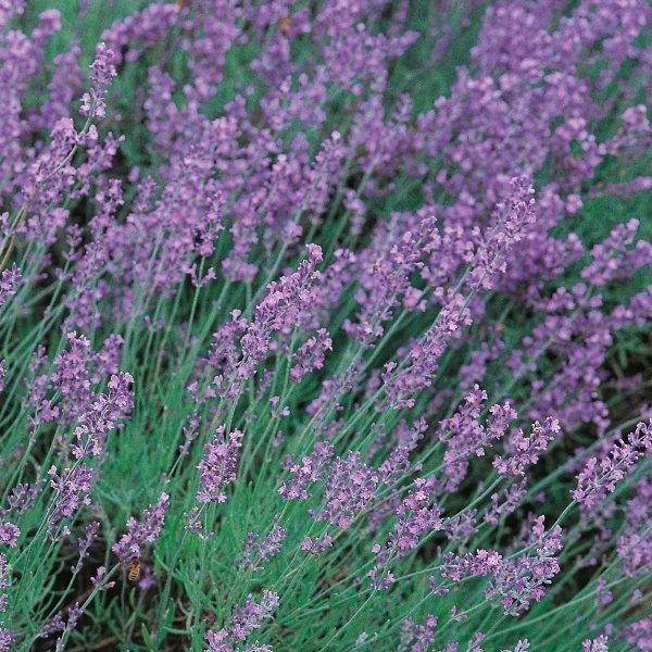 Traditional Lavender 'Vera' Perennial Flower Seeds Suffolk Herbs