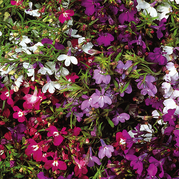 Lobelia (Trailing) String Of Pearls Kings Garden Seeds Flower