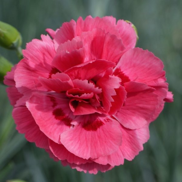 Dianthus Scent of Summer® Houndspool Ruby 'Pinks' Plug Plants Pack x 6
