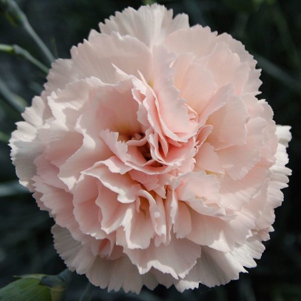 Dianthus Scent of Summer Widecombe Fair 'Pinks' Plug Plants Pack x 6