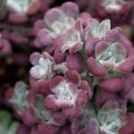 Sedum Spathulifolium 'Purpureum' Perennial Alpine Plug Plants Pack x 6