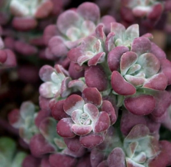 Sedum Spathulifolium 'Purpureum' Perennial Alpine Plug Plants Pack x 6