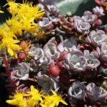 Sedum Spathulifolium 'Purpureum' Perennial Alpine Plug Plants Pack x 6