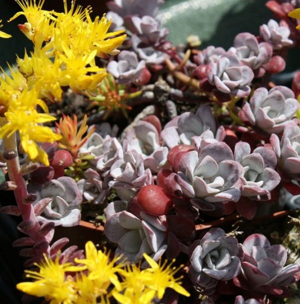 Sedum Spathulifolium 'Purpureum' Perennial Alpine Plug Plants Pack x 6